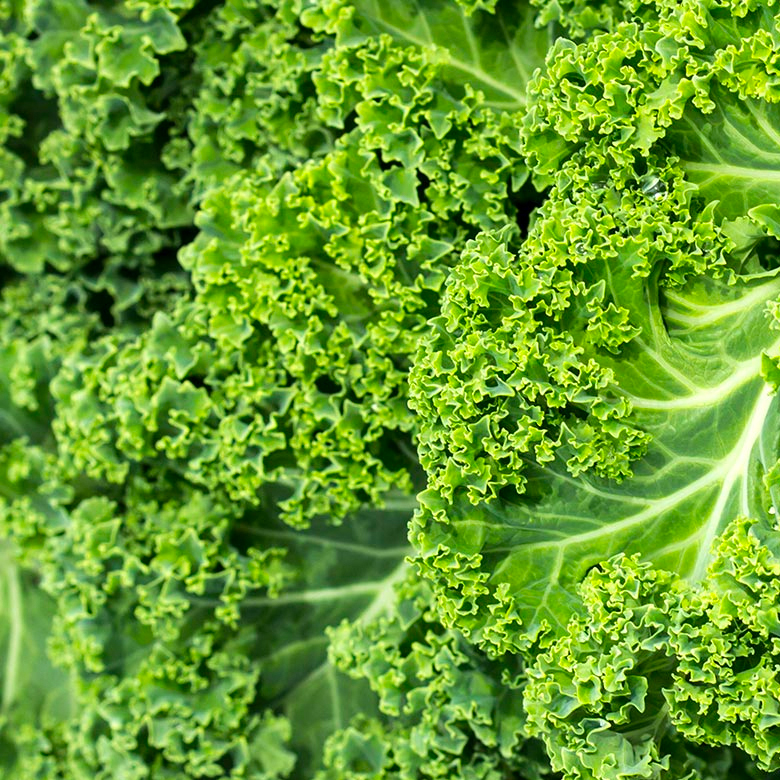 Agricola Dos Marías