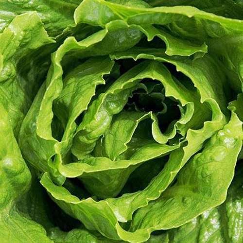 Agrícola Dos Marías