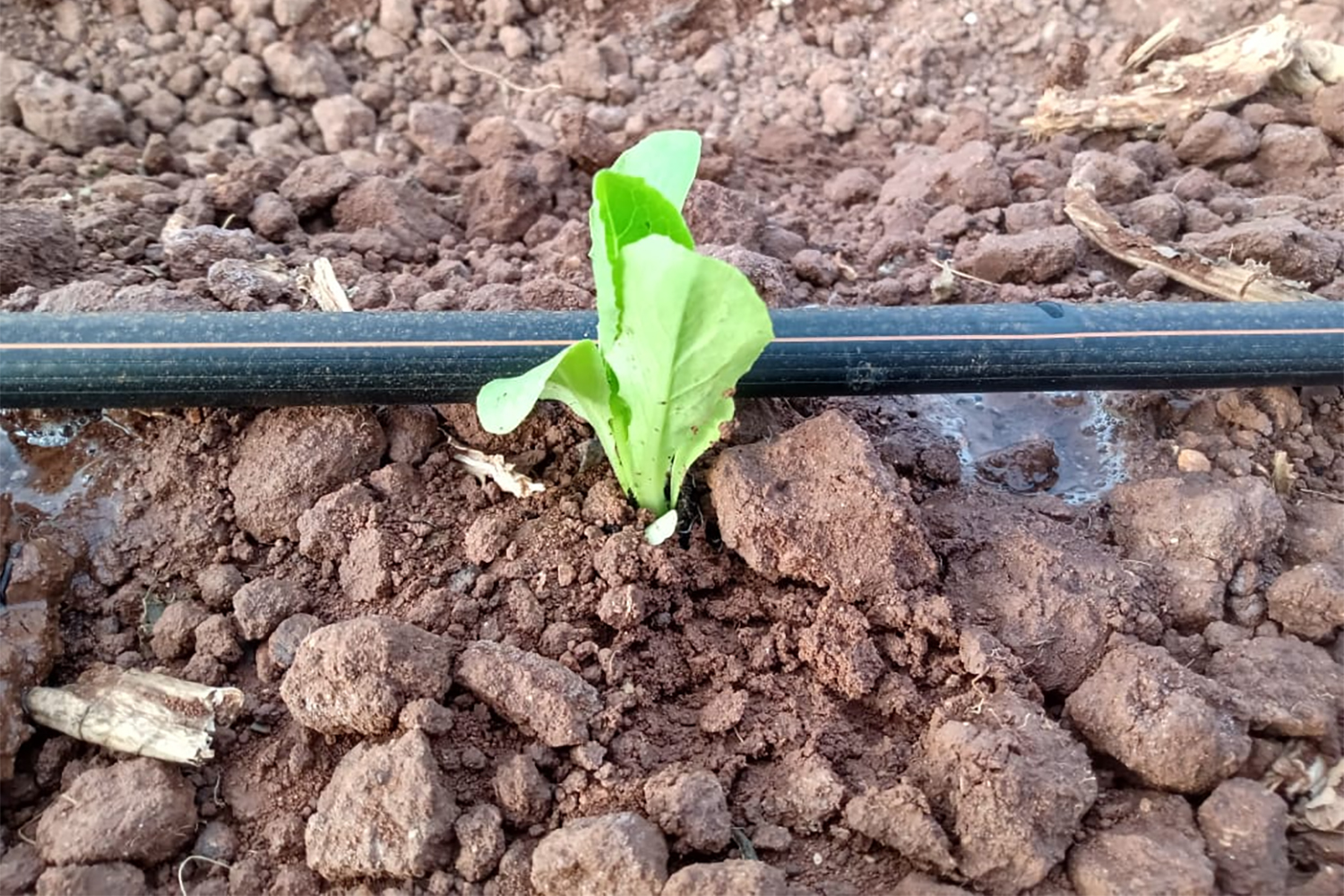 Plantación y Siembra