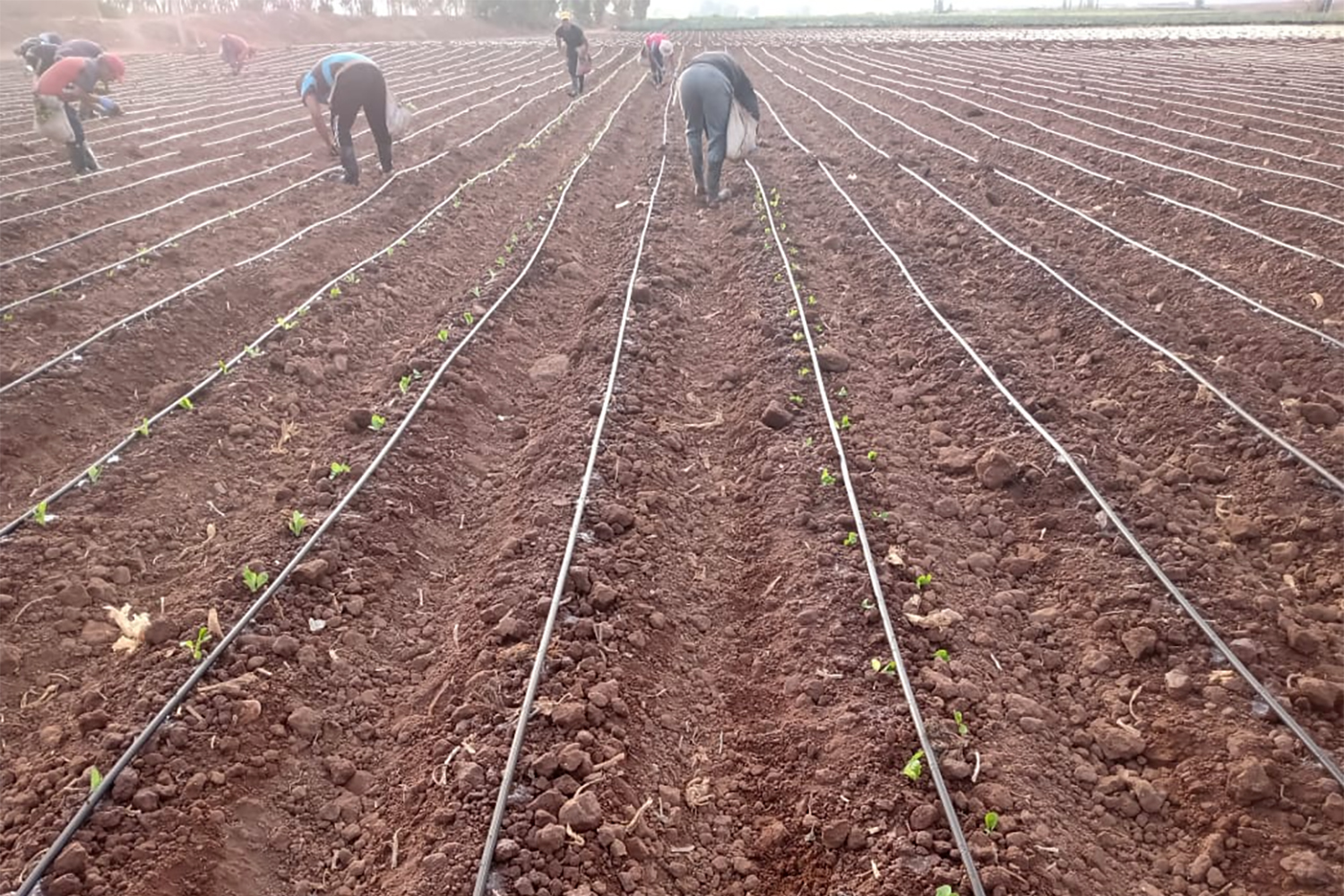 Plantación y Siembra