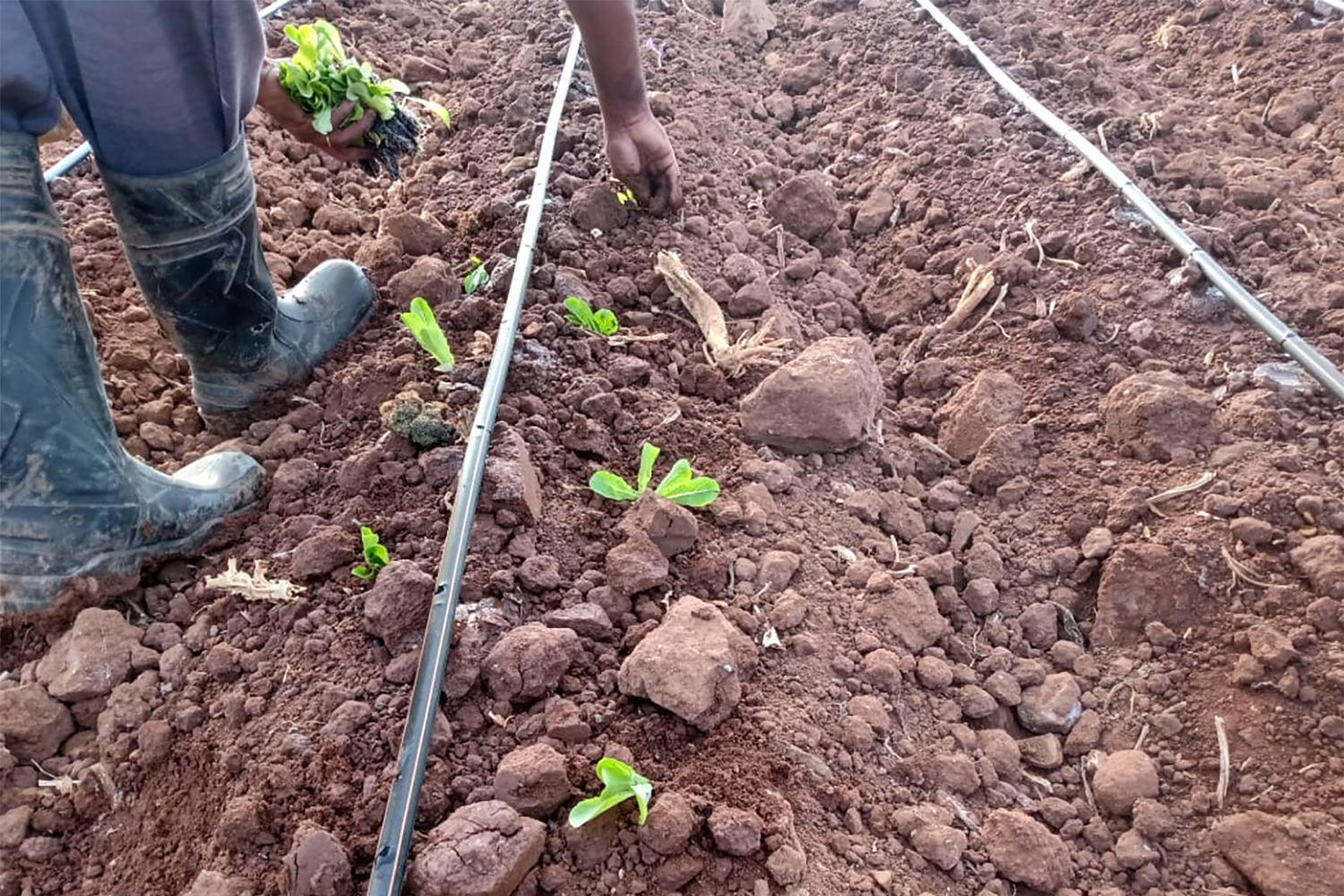 Plantación y Siembra
