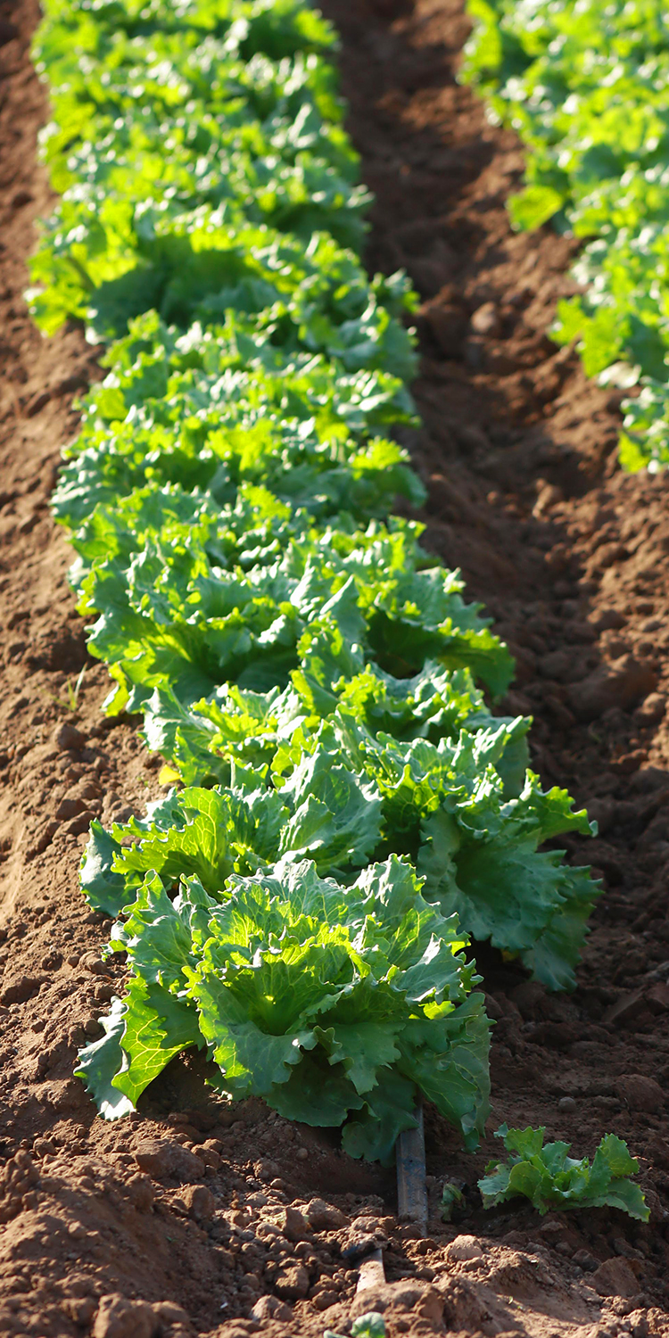 Agricola Dos Marías